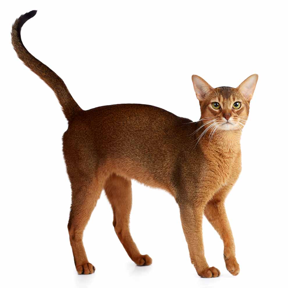 kot domowy (Felis catus)