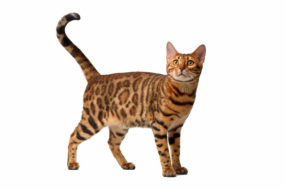 kot domowy (Felis catus)