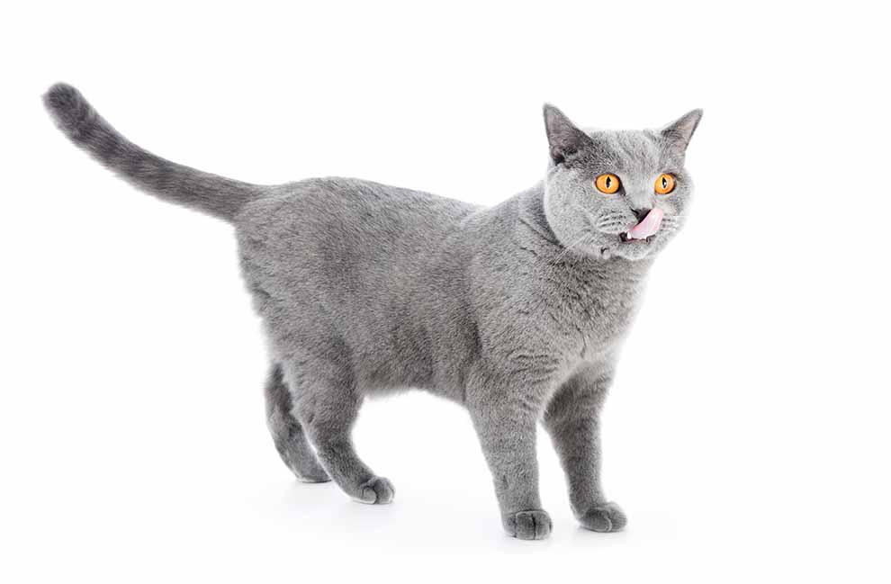 kot domowy (Felis catus)
