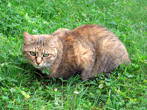 kot domowy (Felis catus)