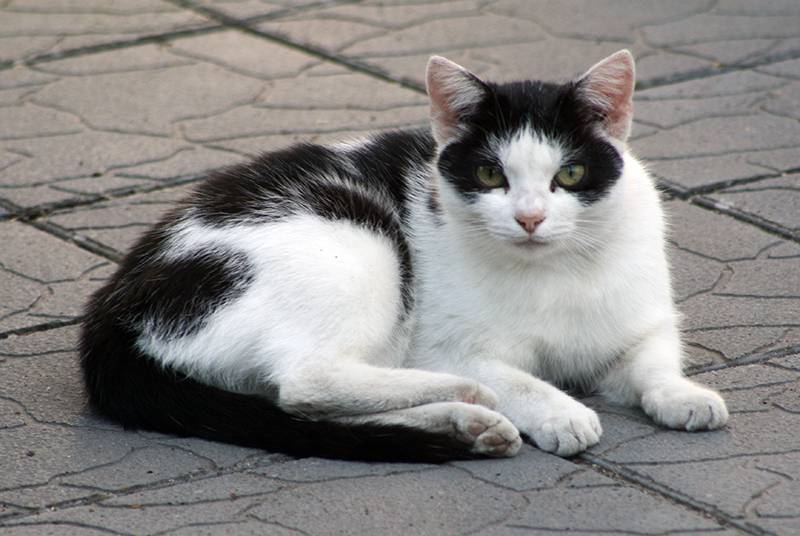 kot domowy (Felis catus)