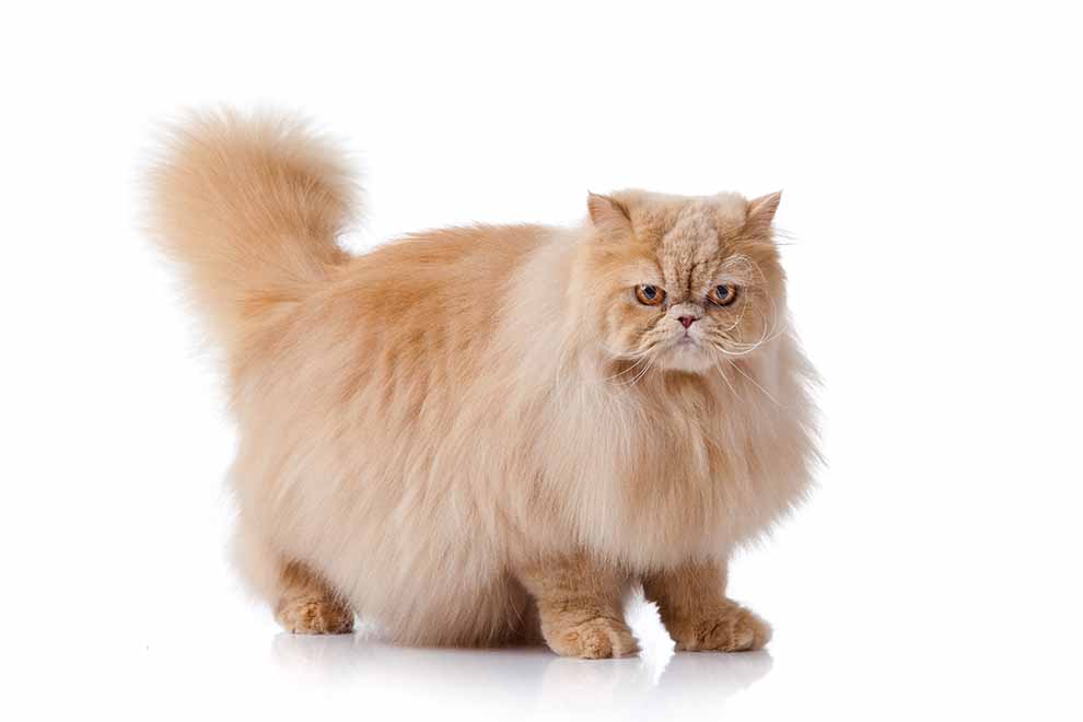 kot domowy (Felis catus)