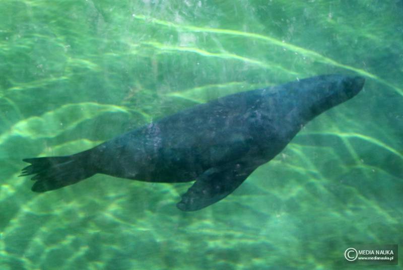 kotik karłowaty (Arctocephalus pusillus)