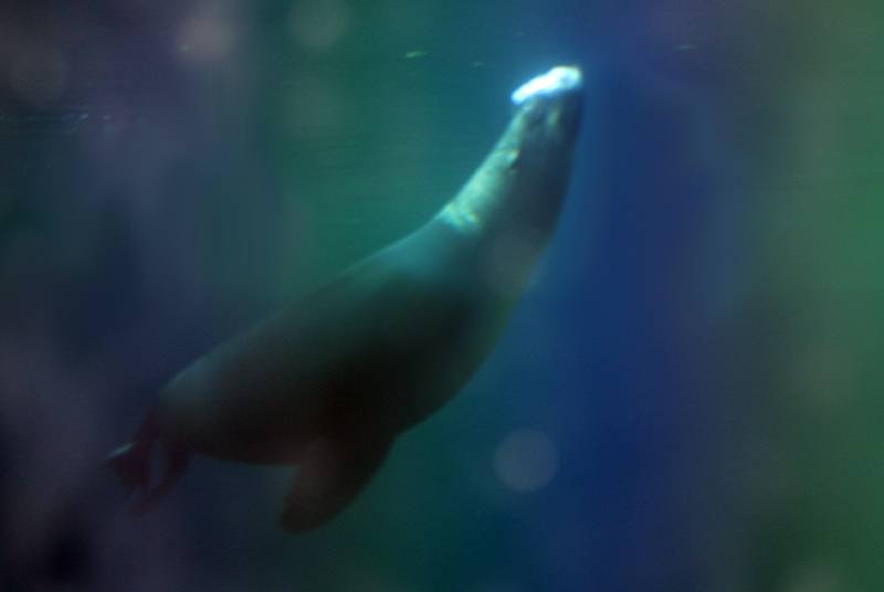 kotik karłowaty (Arctocephalus pusillus)