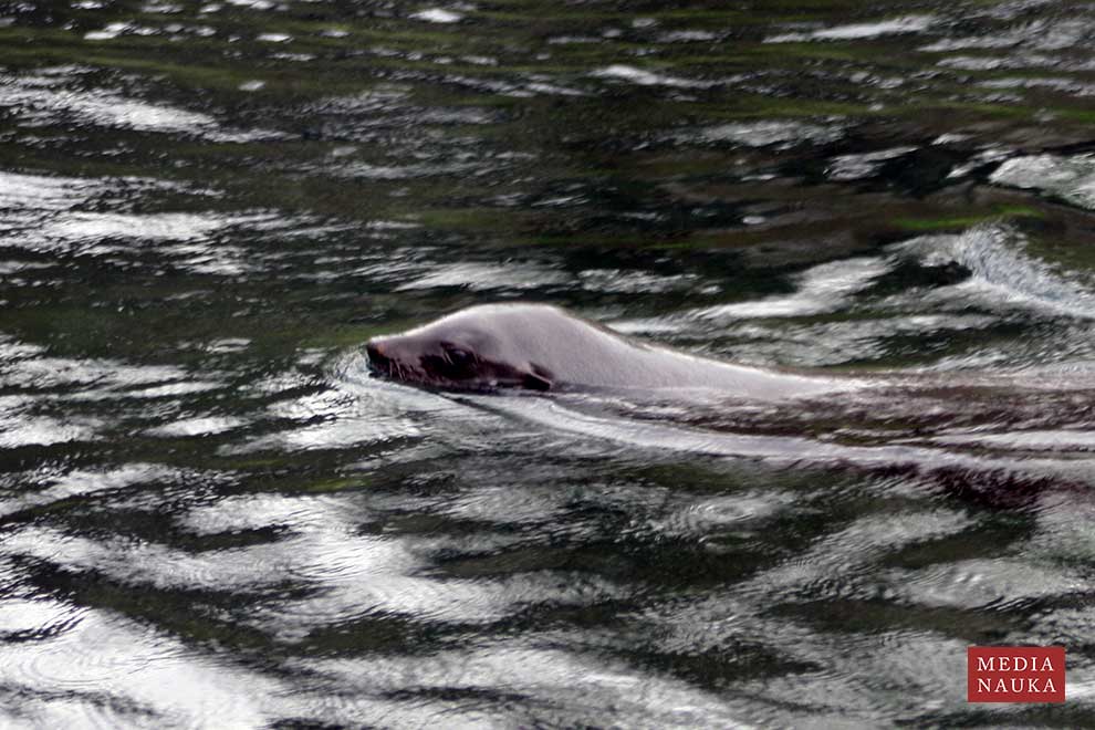 kotik karłowaty (Arctocephalus pusillus)