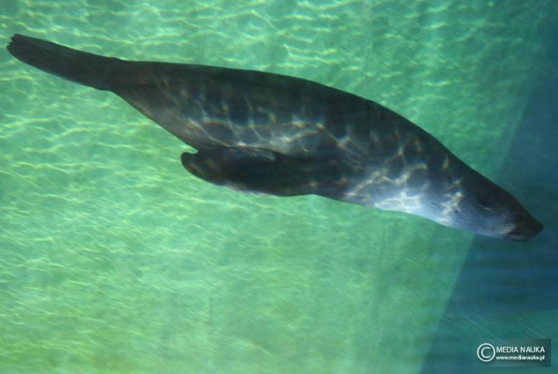 kotik karłowaty (Arctocephalus pusillus)