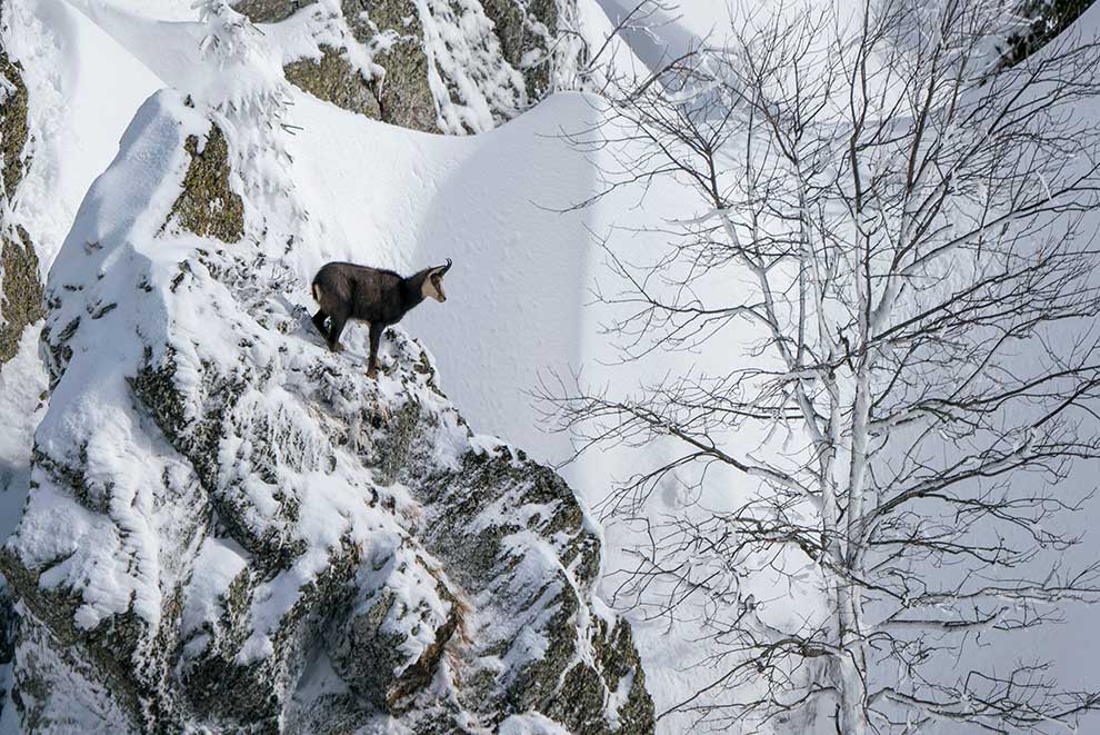 kozica północna (Rupicapra rupicapra)