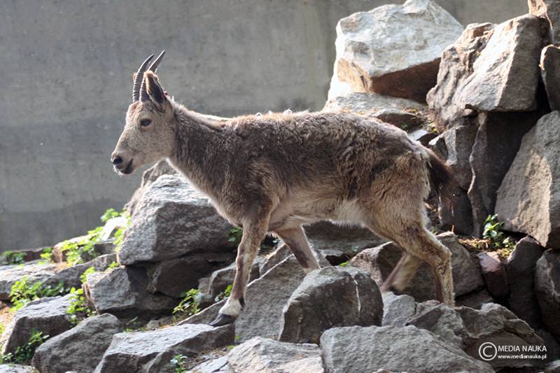 koziorożec syberyjski (Capra sibirica)