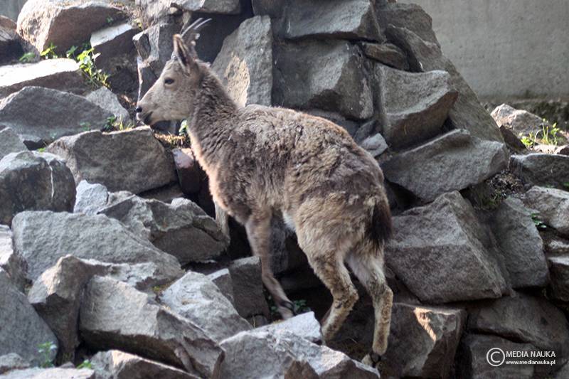 koziorożec syberyjski (Capra sibirica)