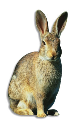 królik europejski (Oryctolagus cuniculus)