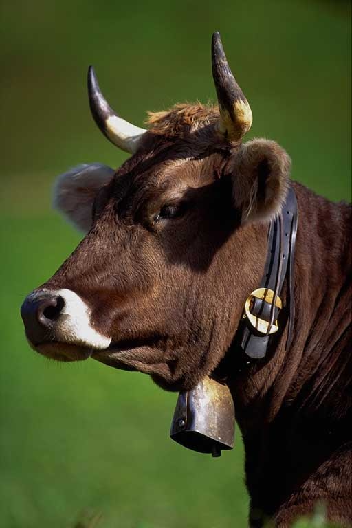 bydło domowe, tur europejski (Bos taurus)