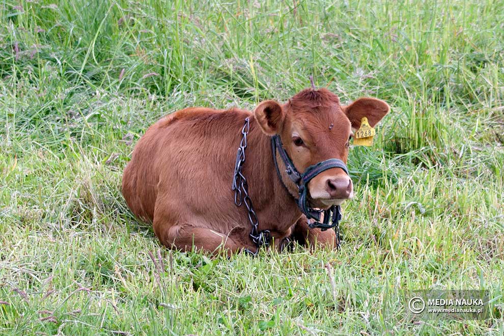 bydło domowe, tur europejski (Bos taurus)
