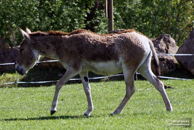 kułan azjatycki (Equus hemionus)