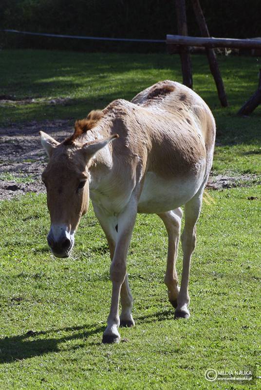 kułan azjatycki (Equus hemionus)