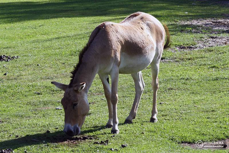 kułan azjatycki (Equus hemionus)