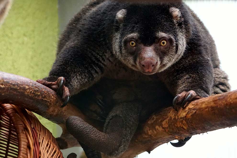 kuskusiec niedźwiedzi (Ailurops ursinus )