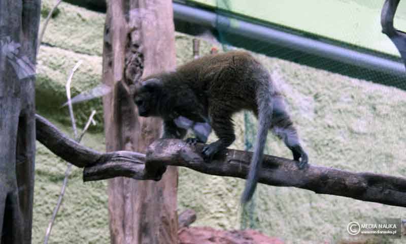 maki trzcinowy (Hapalemur alaotrensis)