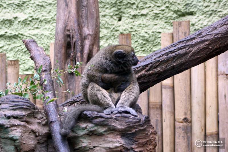 maki trzcinowy (Hapalemur alaotrensis)