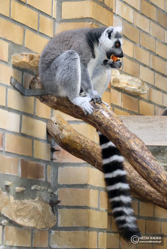 lemur katta (Lemur catta)
