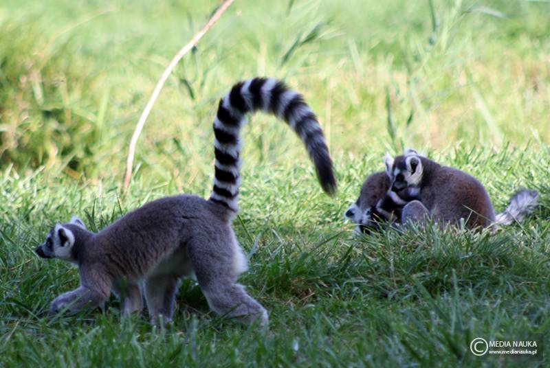 lemur katta (Lemur catta)