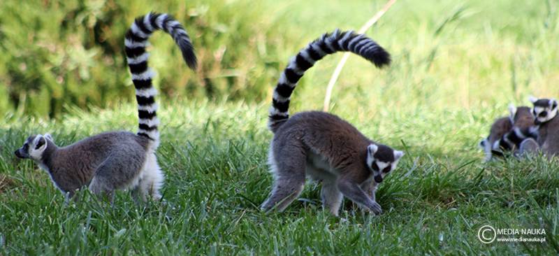 lemur katta (Lemur catta)