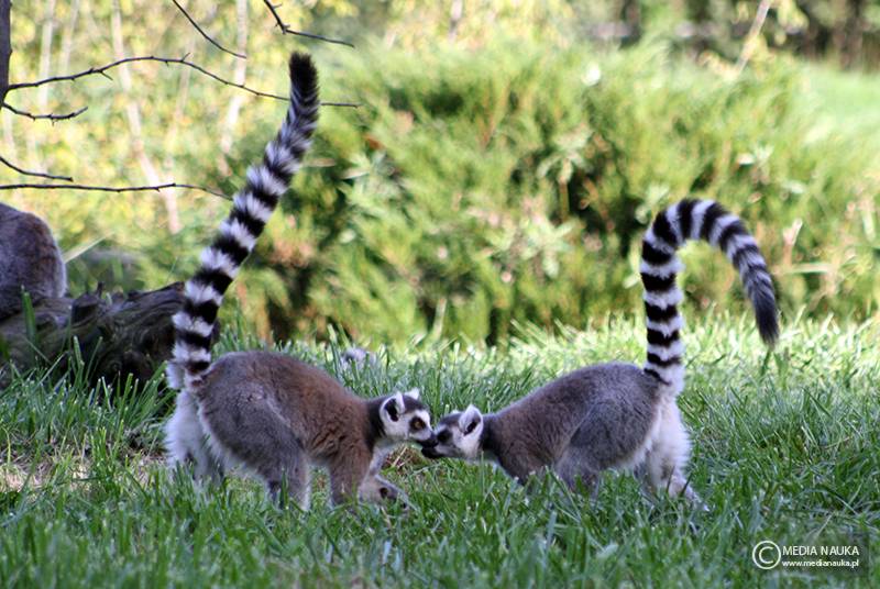 lemur katta (Lemur catta)