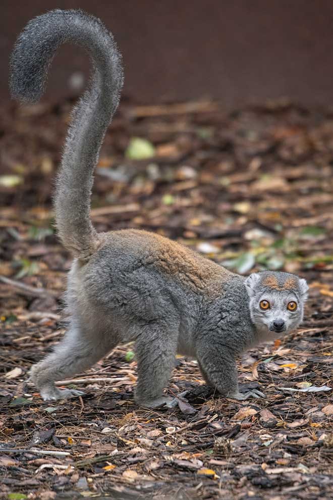 lemuria koroniasta (Eulemur coronatus)