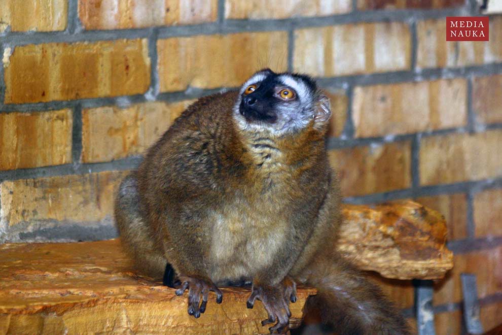 lemuria rdzawa (Eulemur rufus)