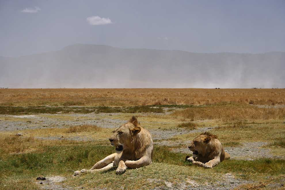 lew afrykański (Panthera leo)