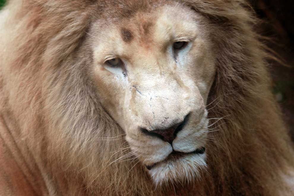 lew afrykański (Panthera leo)