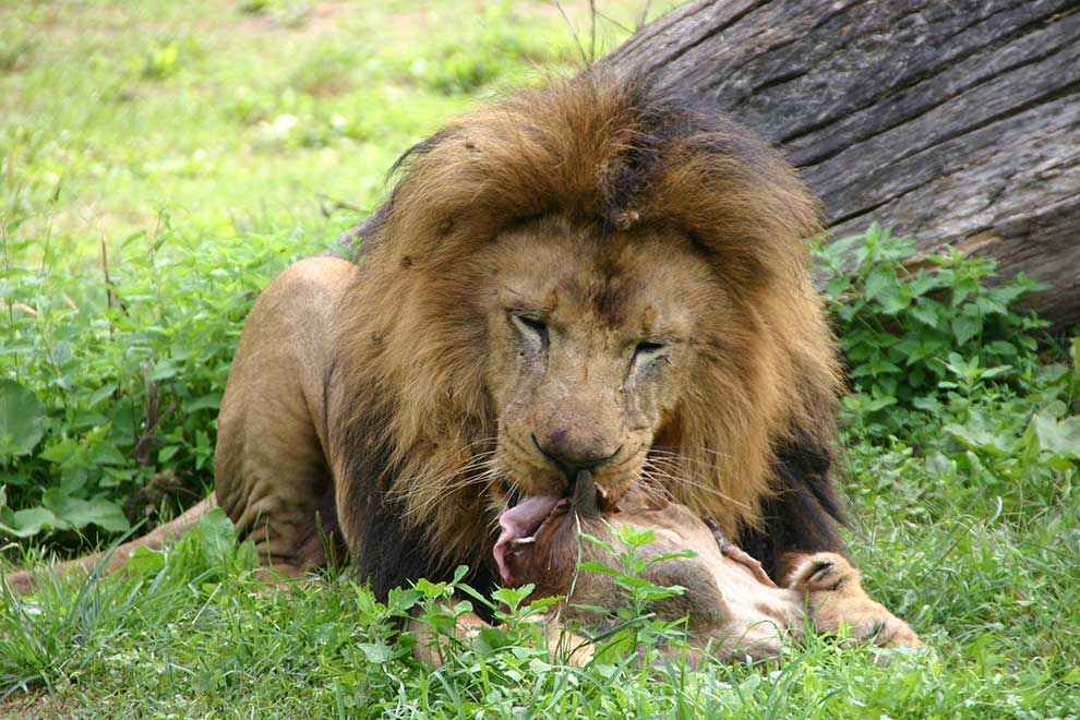 lew afrykański (Panthera leo)