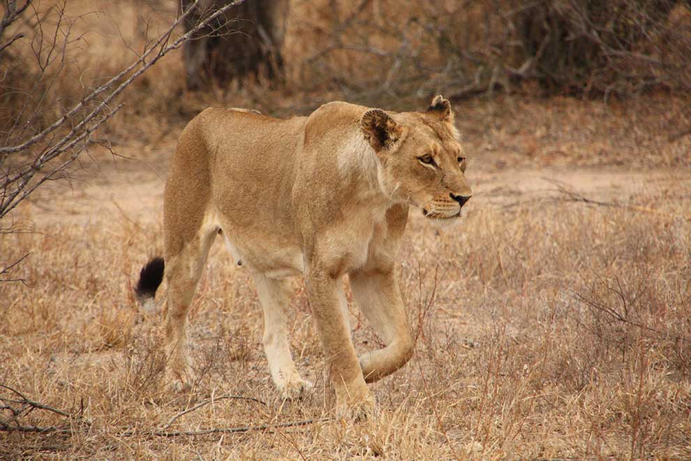 lew afrykański (Panthera leo)