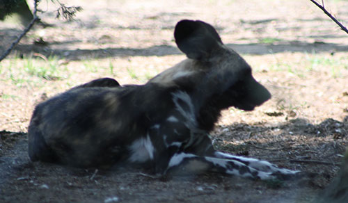 likaon pstry (Lycaon pictus)