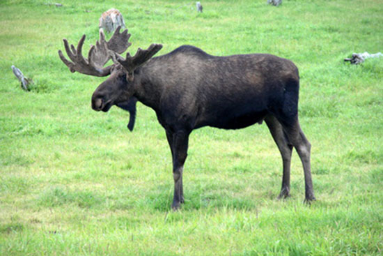 łoś euroazjatycki (Alces alces)