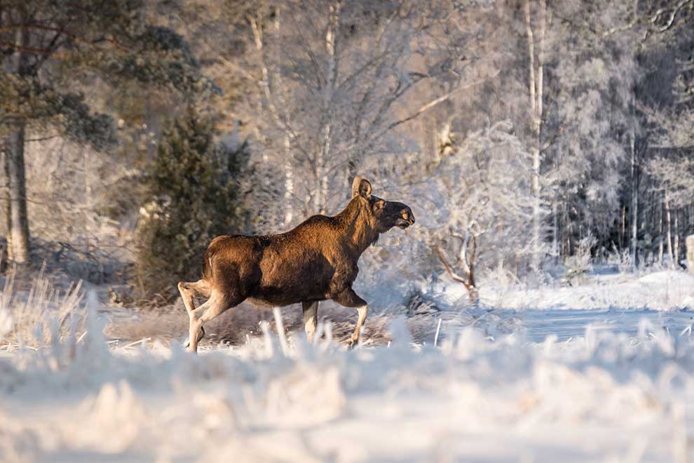 łoś euroazjatycki (Alces alces)