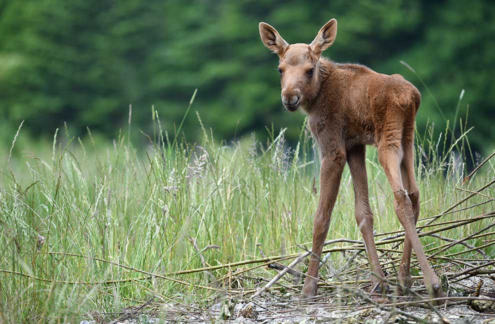 łoś euroazjatycki (Alces alces)