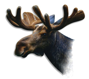 łoś euroazjatycki (Alces alces)
