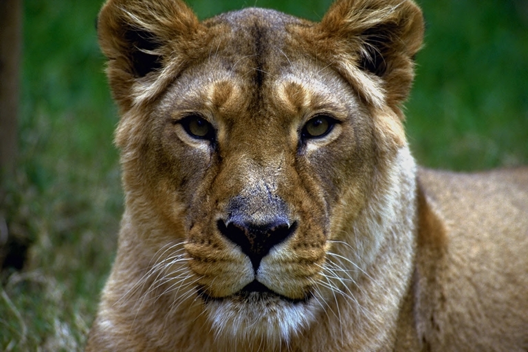 lew afrykański (Panthera leo)