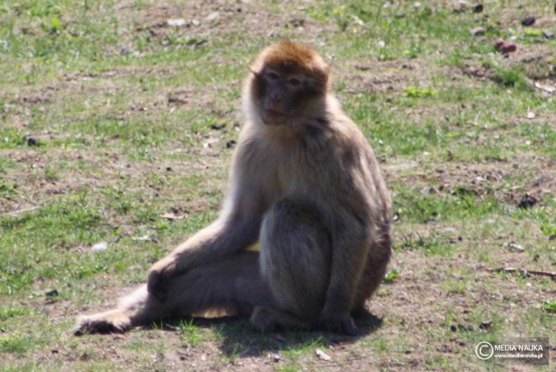 makak berberyjski, magot (Macaca sylvanus)