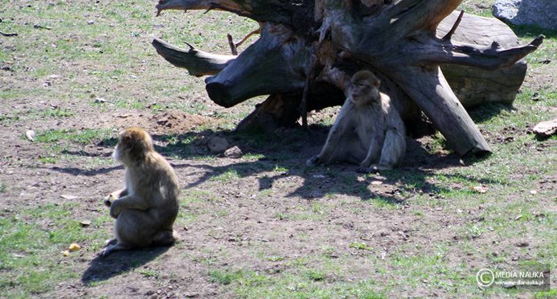 makak berberyjski, magot (Macaca sylvanus)