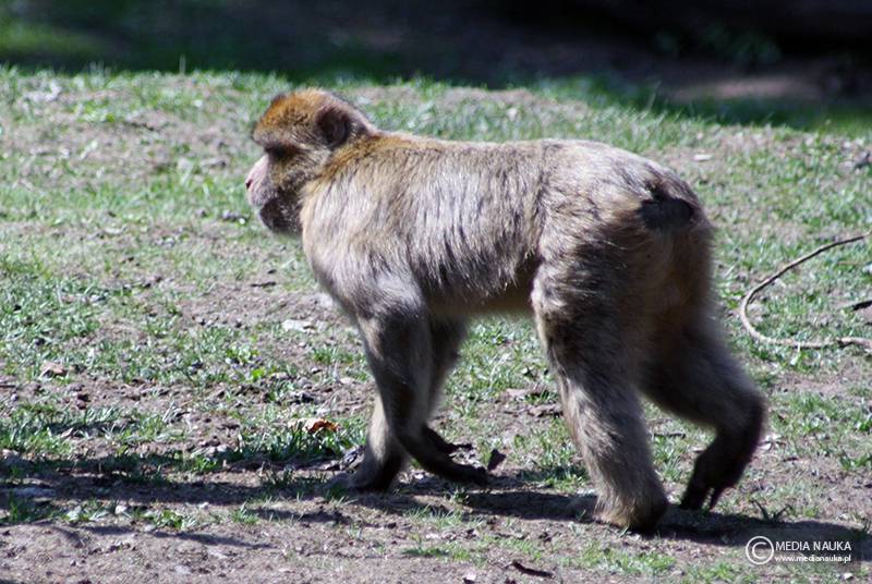 makak berberyjski, magot (Macaca sylvanus)