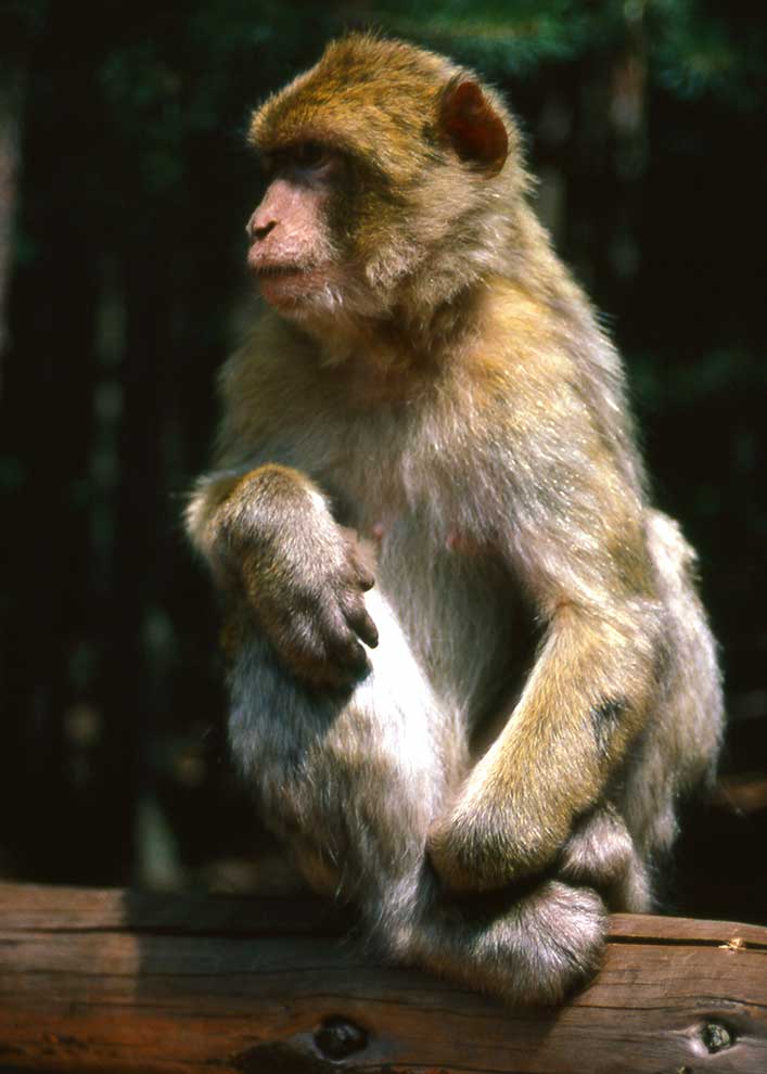 makak berberyjski, magot (Macaca sylvanus)