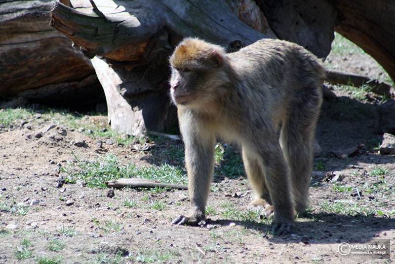 makak berberyjski, magot (Macaca sylvanus)