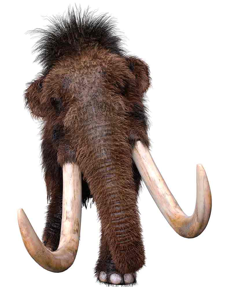 mamut (Mammuthus primigenius †)