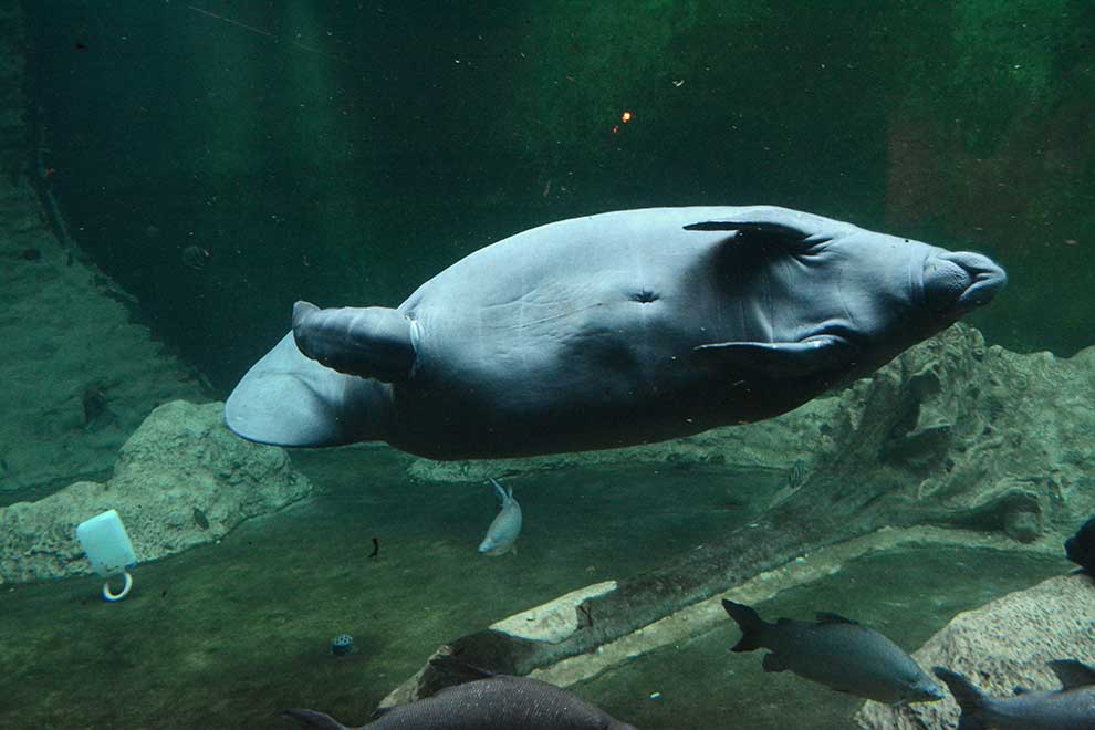 manat karaibski (Trichechus manatus)