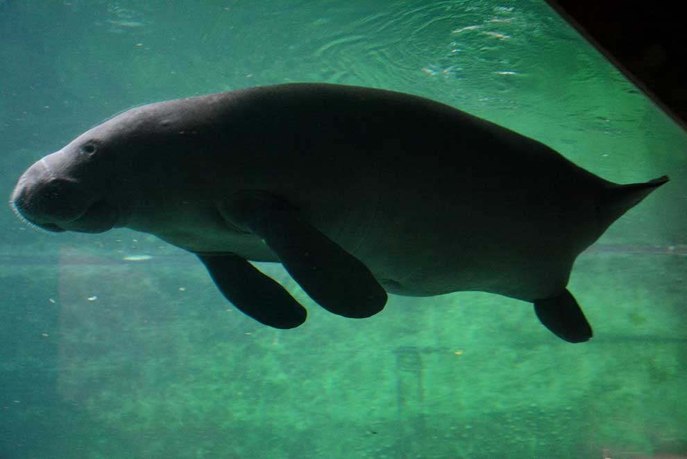 manat karaibski (Trichechus manatus)