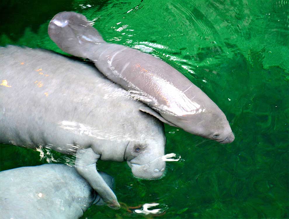manat karaibski (Trichechus manatus)