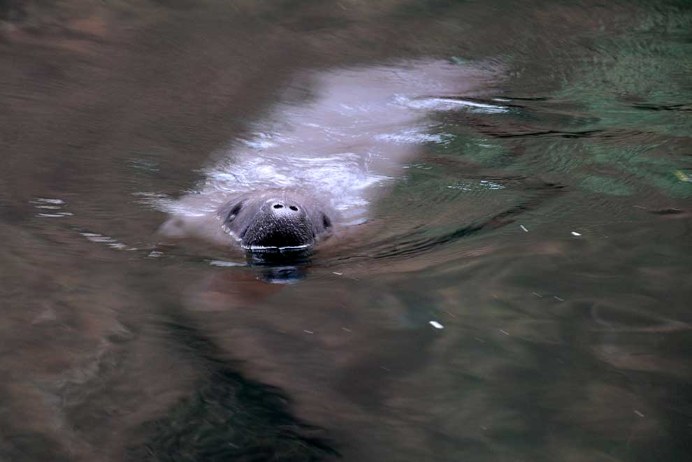 manat karaibski (Trichechus manatus)