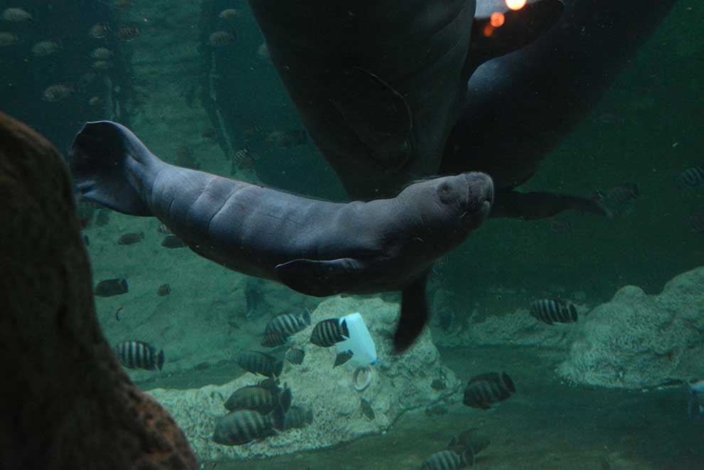 manat karaibski (Trichechus manatus)