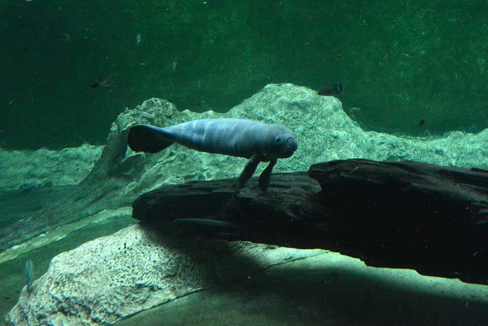 manat karaibski (Trichechus manatus)